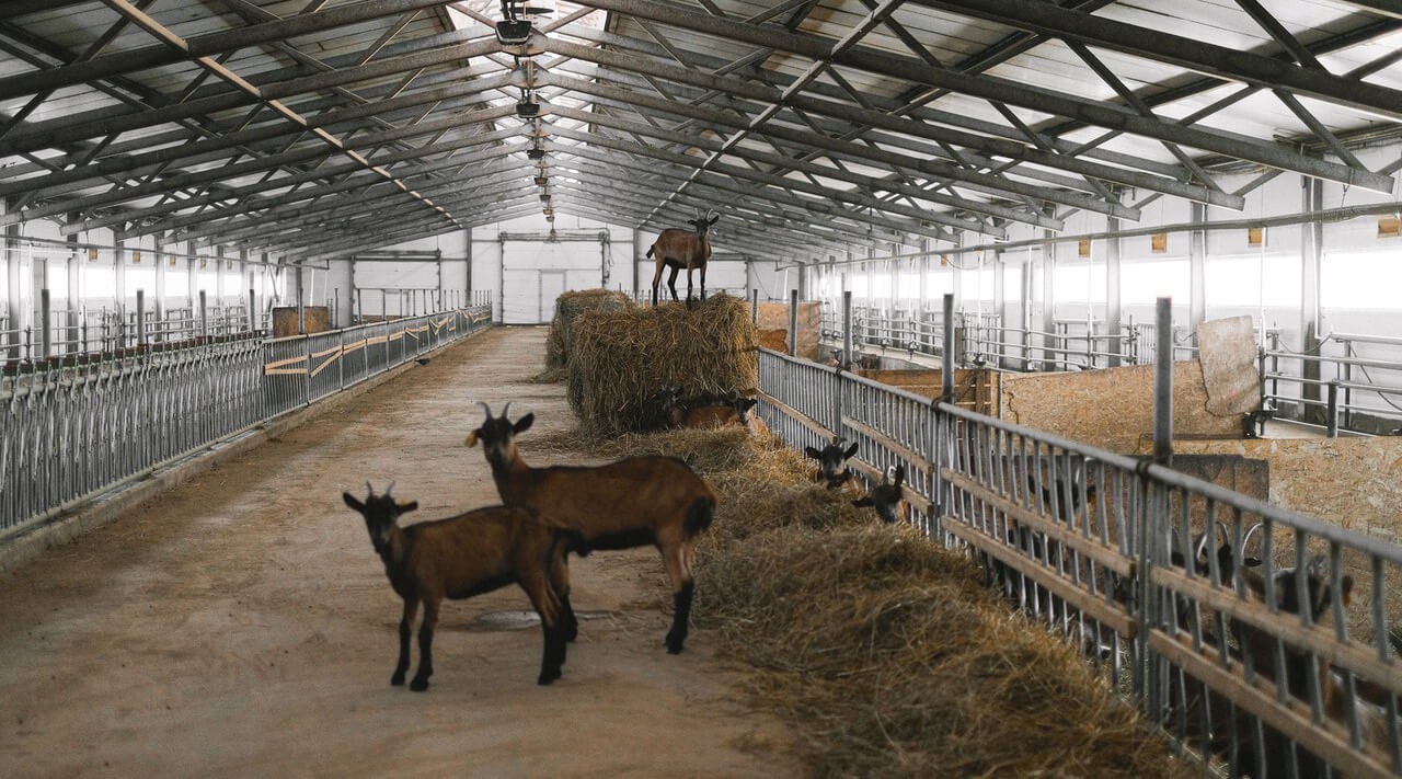 Farm Biosecurity with Iodine-based Disinfectant